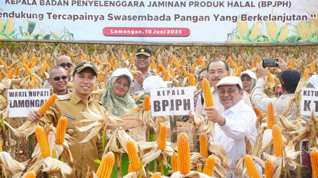 Apresiasi Panen Jagung PRG, Babe Haikal: Dukung Ketahanan Pangan dan Penguatan Ekosistem Halal Nasional